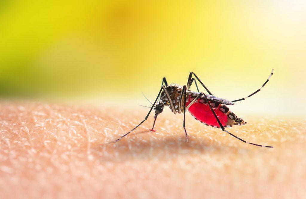 Casos de dengue no Maranhão já é quatro vezes maior que o mesmo período do ano passado