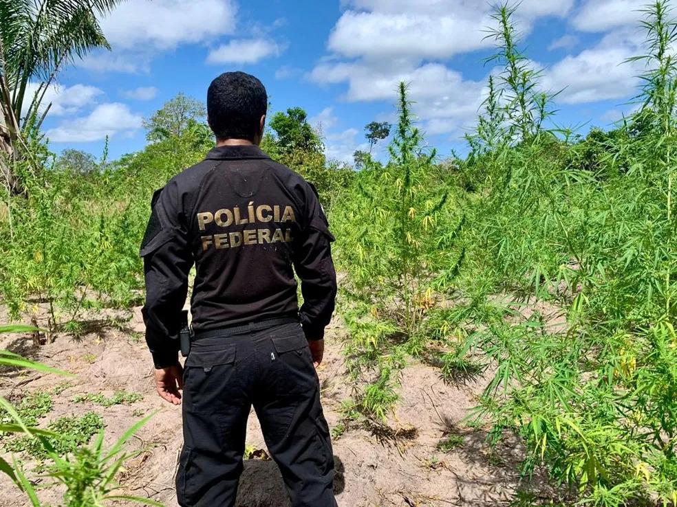 Operação da PF que descobriu plantação de 15 mil pés de maconha no Maranhão era em área indígena