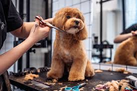 Profissão grooming está muito além de banho e tosa de pet