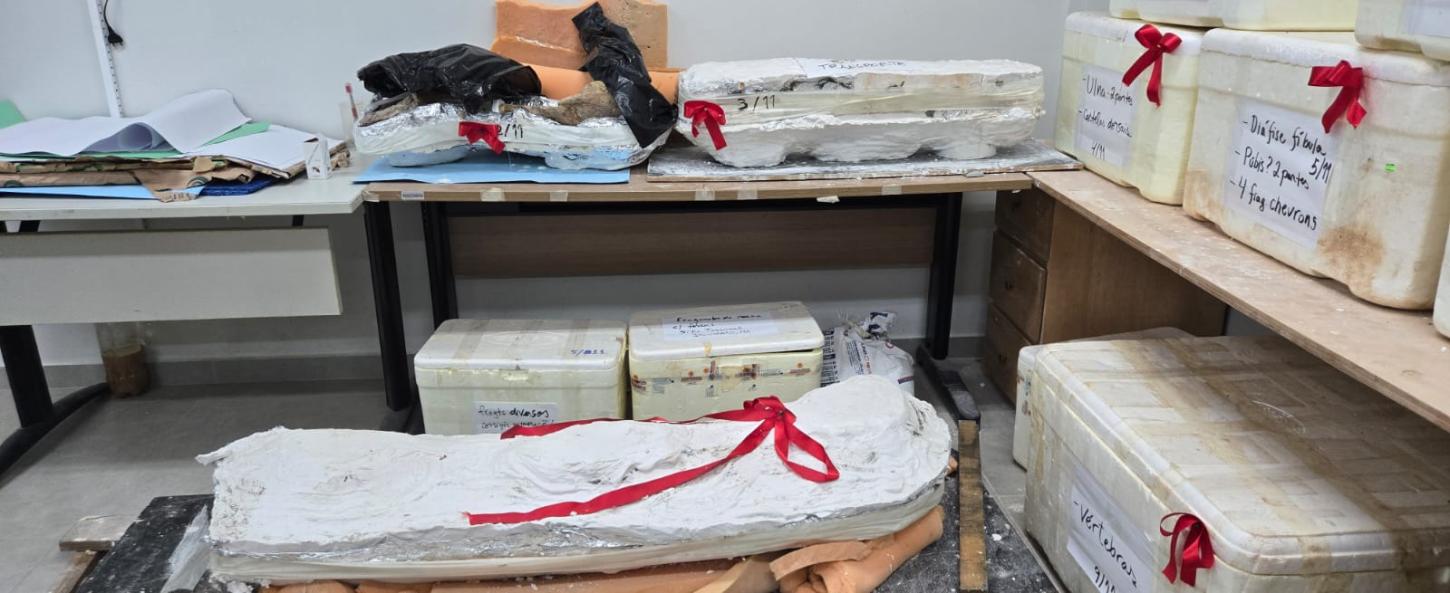 Fósseis de dinossauro encontrado em Davinópolis retornam para o Maranhão com apoio técnico da UFMA