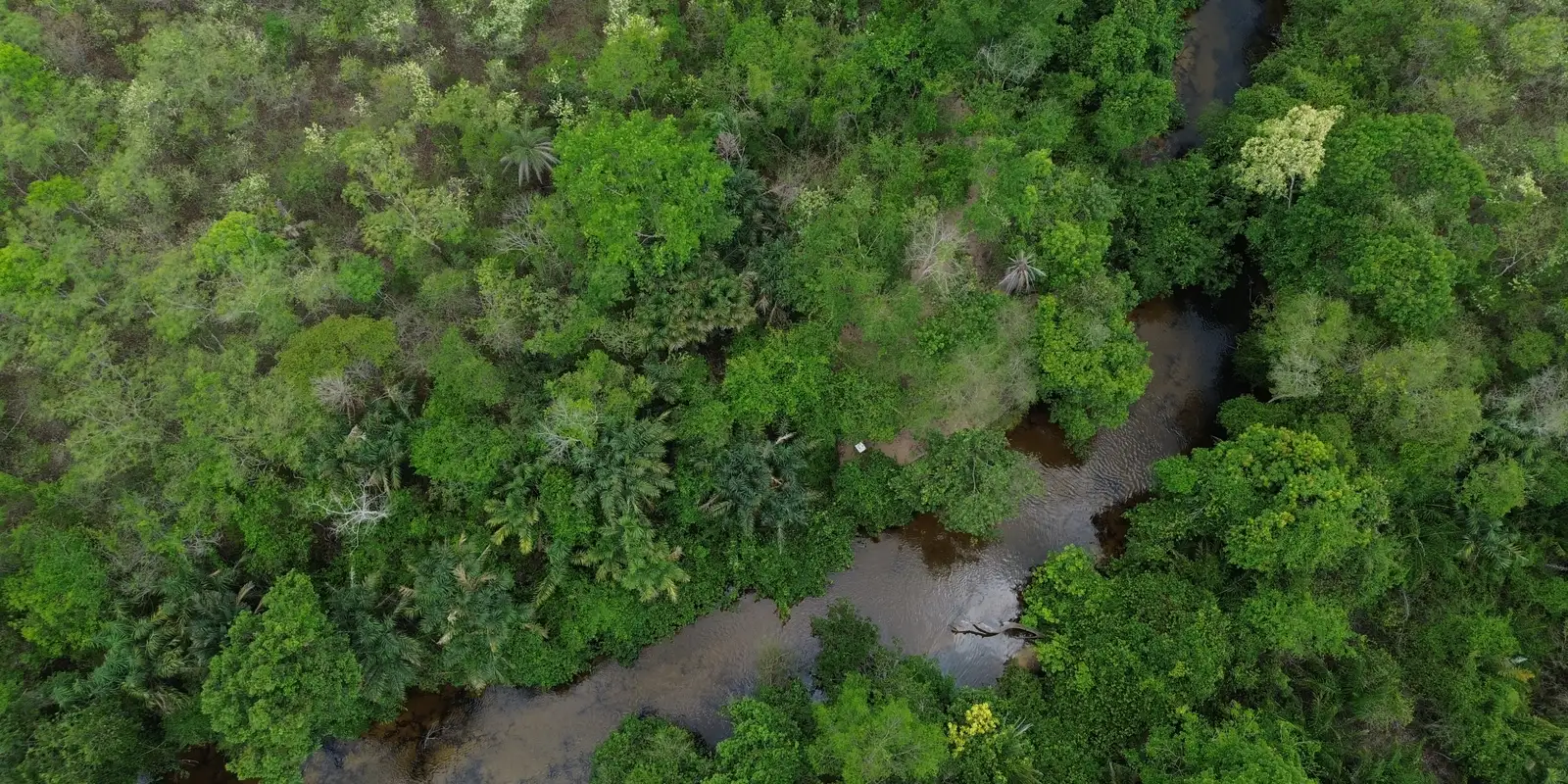 Iniciativa cobra compromisso de candidatos com a preservação do Cerrado em nova campanha