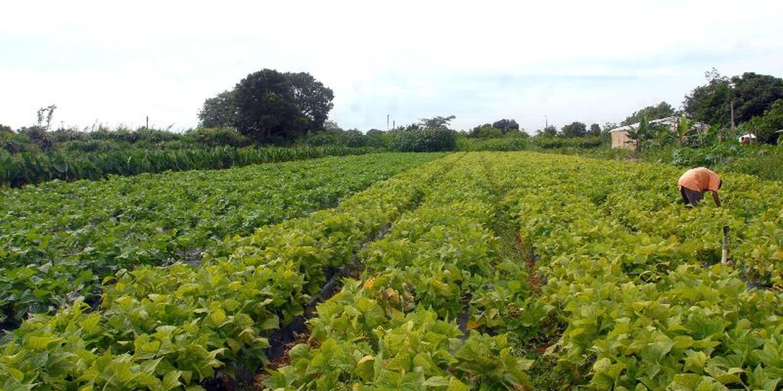 Governo federal libera crédito extraordinário de R$ 64,3 milhões para segurança alimentar