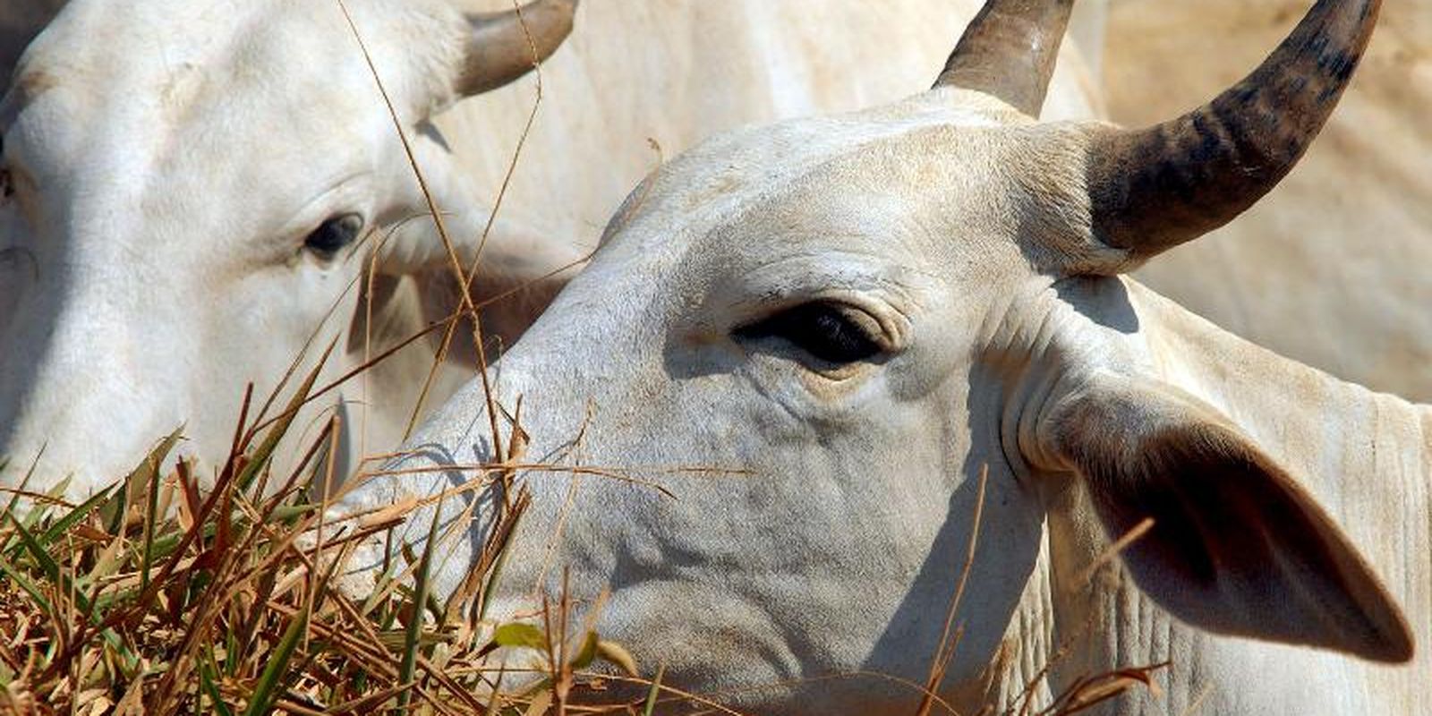 Carne bovina brasileira sofre tarifa de 67% para entrar na China