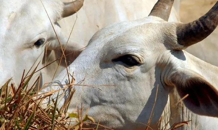 Carne bovina brasileira sofre tarifa de 67% para entrar na China