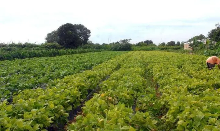 Governo federal libera crédito extraordinário de R$ 64,3 milhões para segurança alimentar