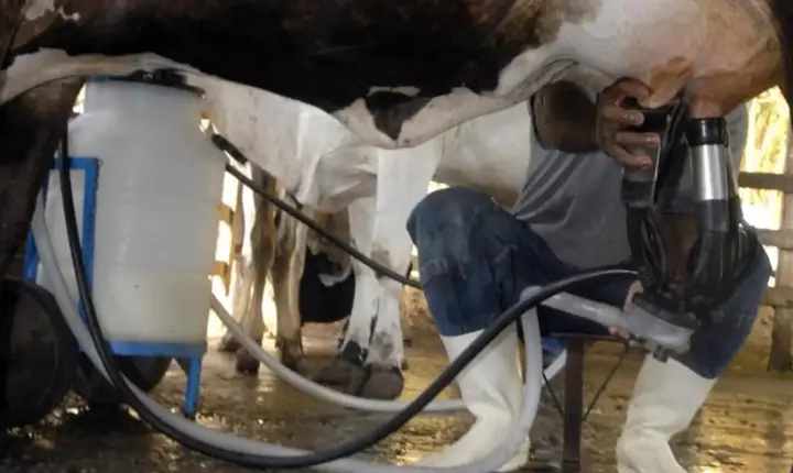 Produção de leite atinge patamar recorde em 2025 mesmo com redução no rebanho